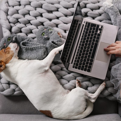 Dog next to laptop for teletherapy in FL